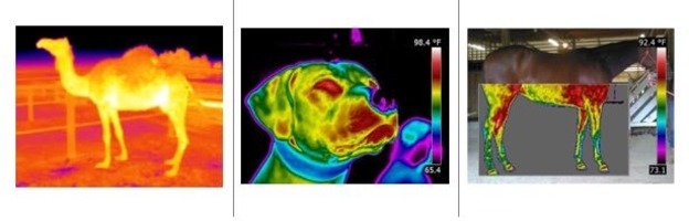 Animal Thermography